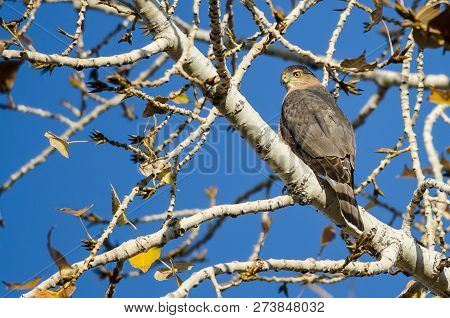 Sharp Shinned Hawk Perched High In The Bare Limbs Of The Autumn Tree