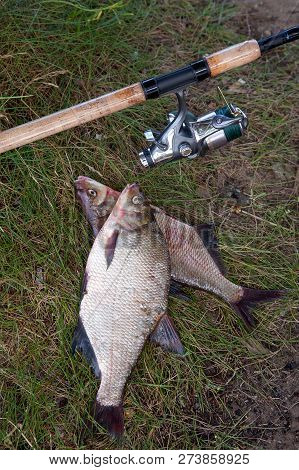 Two Big Freshwater Common Bream Fish And Fishing Rod With Reel On Natural Background..