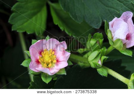 Image Of A Beautiful Strawberry Pink Flower Which Is From A Hybrid Strawberry Plant