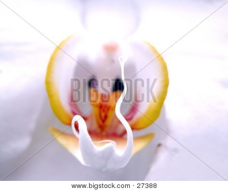 Orchidea