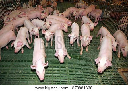 Domestic Breed Piglets Growing On Modern Animal Farm