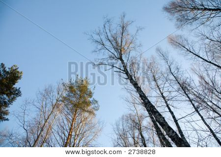 Foresta d'inverno