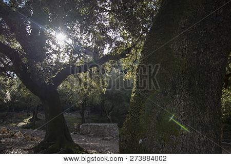 Green Light Cross Appearing On Tree From Sunlight In Lluc, Mallorca, Spain.