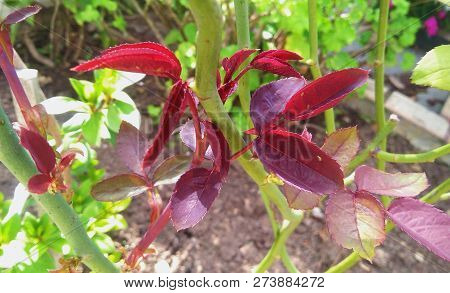 Green And Red Leaves Showing Botanic Diversity