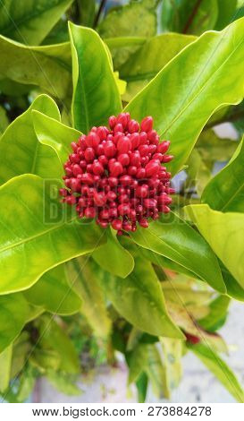 Rare Flowering Brazilian Dogwood In Garden On A Sunny Day