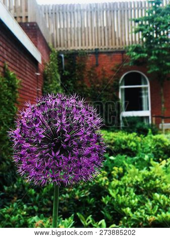 Globe Thistle Purple With Green Leaves On A Sunny Day
