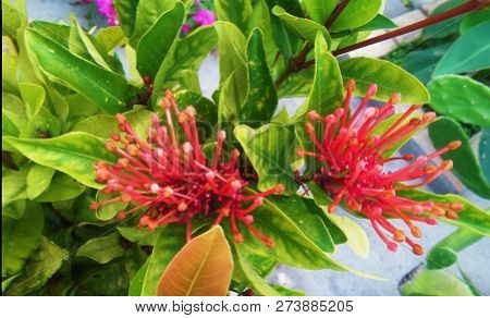 Rare Grevillea With Green Leaves In A Sunny Day