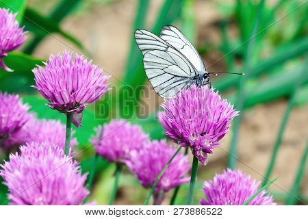 A Butterfly With White Wings Sits On A Pink Flower. Photo Close Up.
