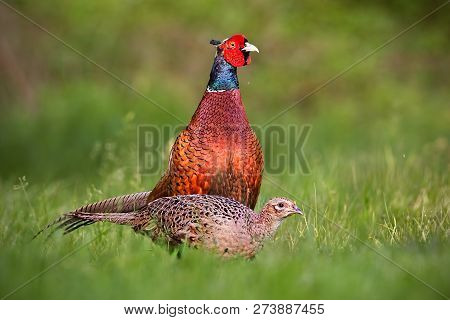 Pair Of Common Pheasants, Phasianus Colchicus In Spring.