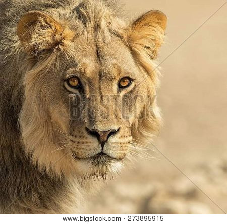 a beautiful big lion with a fluffy mane and big eyes
 