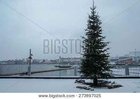 Outdoor Tall Pine Christmas Tree With Snowy Ground In Oslo Norway