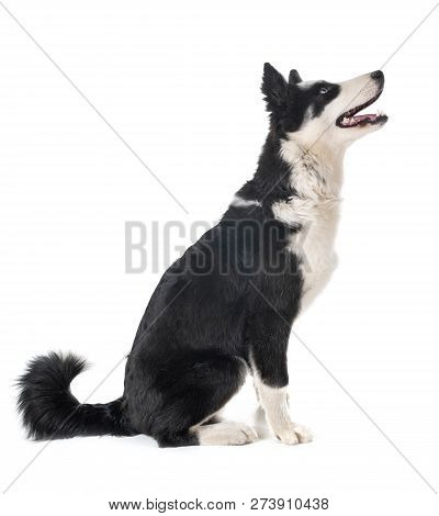Yakutian Laika In Front Of White Background