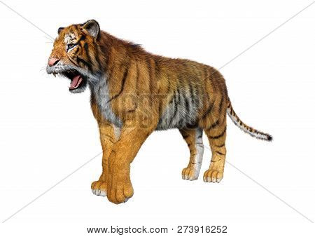 3D Rendering Big Cat Tiger On White