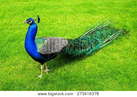 Peacock On A Green Lawn . Pavlins Are The Most Beautiful And Large Birds In The World