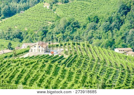 Aerial View Of Rice Fields In Italy, Beautiful Photo Digital Picture