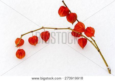 Chinese Lantern (physalis Franchetii) Plant On The Snow