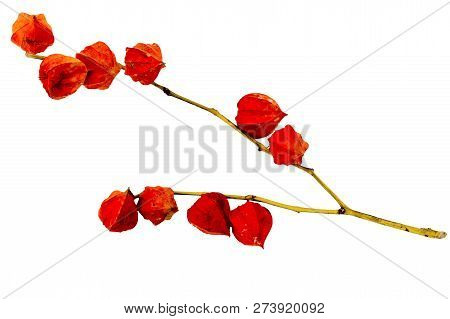 Chinese Lantern (physalis Franchetii) Plant Isolated On A White Background