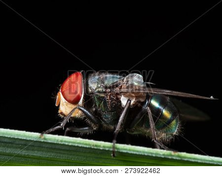Macro Photography Of Blowfly On Green Leaf Isolated On Black Background