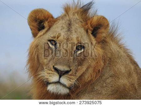 A Beautiful Big Lion With A Fluffy Mane And Big Eyes
 