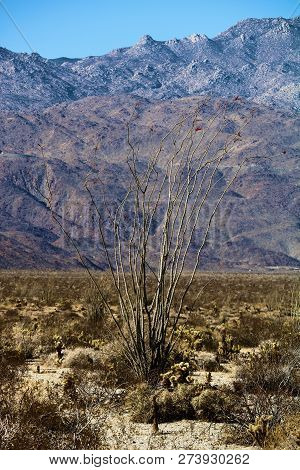 Ocotillo Cactus Surrounded By The Cholla Cactus And Creosote Bush On An Arid Sandy Plain With Barren