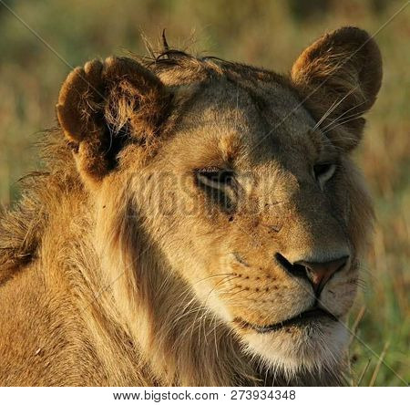A Beautiful Big Lion With A Fluffy Mane And Big Eyes
 