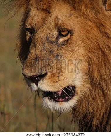 A Beautiful Big Lion With A Fluffy Mane And Big Eyes
 