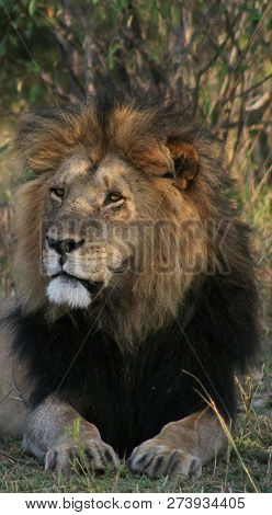 A Beautiful Big Lion With A Fluffy Mane And Big Eyes
 
