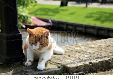 Rødt hår kat