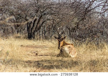 Red Hhartebeest Lying On The Grass In The Sunlight