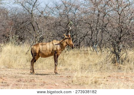Red Hartebeest Standing In The Morning Sun