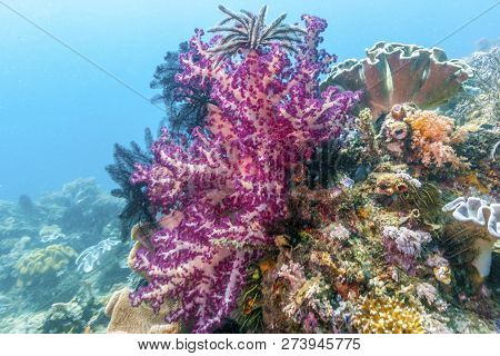 Dendronephthya Is A Genus Of Soft Corals In The Family Nephtheidae.