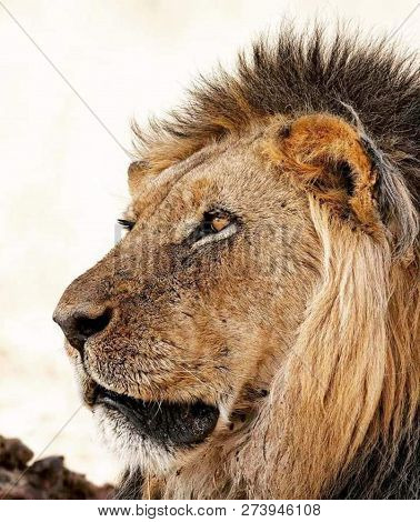 A Beautiful Big Lion With A Fluffy Mane And Big Eyes
 