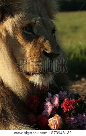A Beautiful Big Lion With A Fluffy Mane And Big Eyes
 
