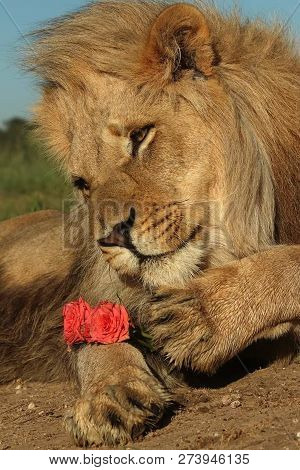 A Beautiful Big Lion With A Fluffy Mane And Big Eyes
 