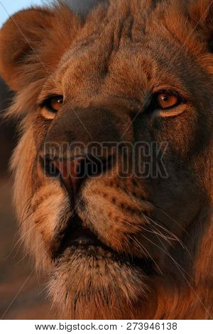 A Beautiful Big Lion With A Fluffy Mane And Big Eyes
 