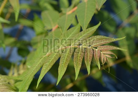 Ailanthus New Leaves - Latin Name Ailanthus Altissima