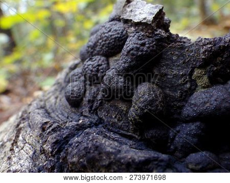 Black Lumpy Annulohypoxylon
Black Lumpy Annulohypoxylon
Black Lumpy Annulohypoxylon Multiforme On De