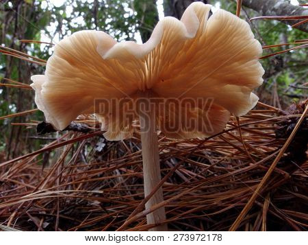 Straight-stalked Entoloma, Close-up, Side View, Gills Shown, Curling