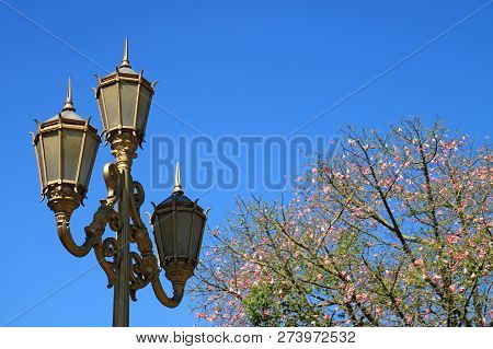Gold Colored Classy Lamp Post With Flowering Silk Floss Tree Against Vivid Blue Sky In Buenos Aires,
