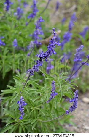 Mealy Cup Sage - Latin Name - Salvia Farinacea Evolution