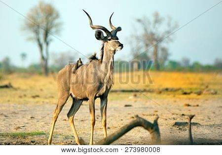 Male Greater Kudu Standing On The African Savannah With Oxpecker On Its Back - Hwange National Park,