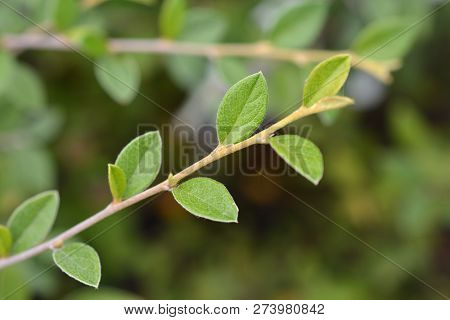 Franchets Cotoneaster Branch - Latin Name - Cotoneaster Franchetii