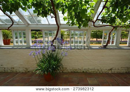 Saffron Walden, Essex, England - July 14, 2018: Historic Restored Greenhouse Interior With Agapanthu