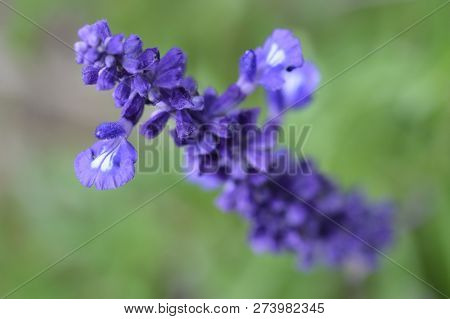 Mealy Cup Sage - Latin Name - Salvia Farinacea Evolution