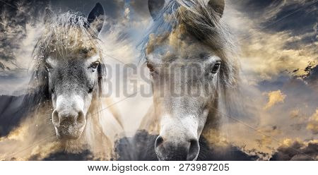 Two Horses - Art Picture Double Exposition