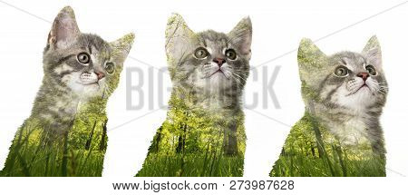 Cute Kittens With Double Exposition Witn Spring Nature - Isolated On White