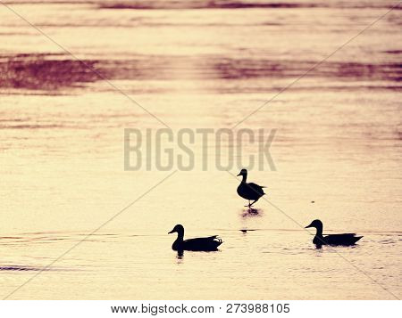 Strong Sun Rays Make Dark Silhouettes Of Ducks On Icy Waterlevel. Winter In Countryside.