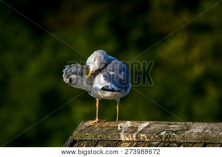 Close Up Of Seagull Standing On A Pier. Seagull On The Roof Near Kaniera Lake On A Sunny Autumn Day.
