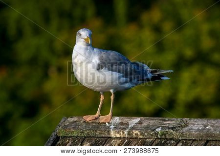 Close Up Of Seagull Standing On A Pier. Seagull On The Roof Near Kaniera Lake On A Sunny Autumn Day.