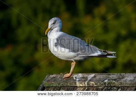 Close Up Of Seagull Standing On A Pier. Seagull On The Roof Near Kaniera Lake On A Sunny Autumn Day.
